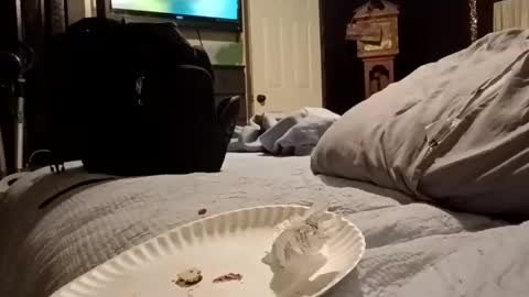 7lairddip online show from 03/29/26, 06:24