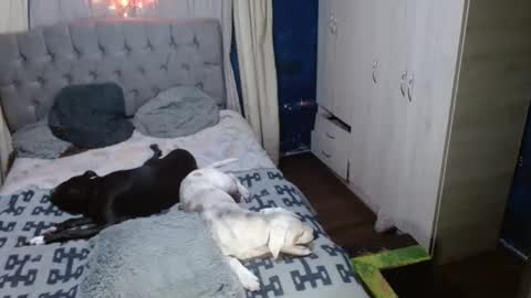 Snapshot of _azalea_65 chatting on 09/11/25, 02:55 _azalea_65 online show from 09/11/25, 02:55