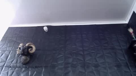  Miss Agata  online show from 02/24/26, 06:28