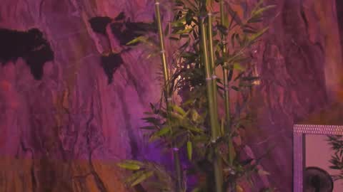 ALAHIA online show from 01/12/26, 05:18