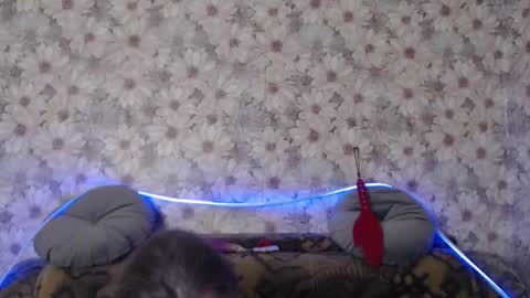 alice longstocking online show from 12/22/25, 10:51