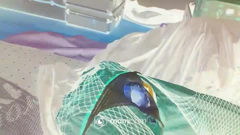 HoneyMelonGuy online show from 01/03/25, 03:16