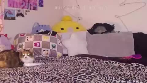 amia mia online show from 01/14/26, 07:58