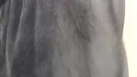 Snapshot of assiology11 chatting on 02/17/25, 04:15 Assiology online show from 02/17/25, 04:15