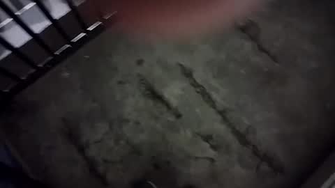 Lex online show from 01/01/25, 05:43