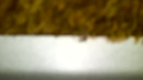Carlos online show from 12/19/24, 04:23
