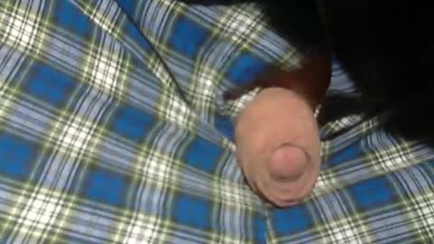  Reservoir Dogs online show from 11/02/25, 09:06