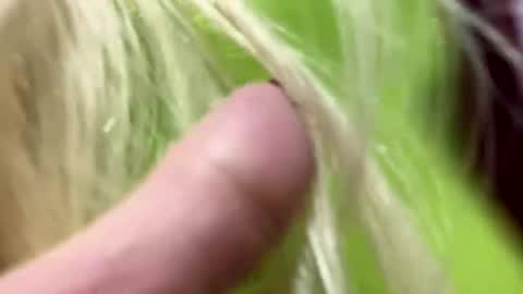 angela online show from 01/01/25, 06:05