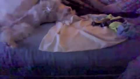 BB online show from 02/08/26, 03:10