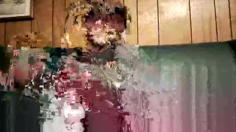 bigwytecock1979 online show from 02/03/25, 01:52