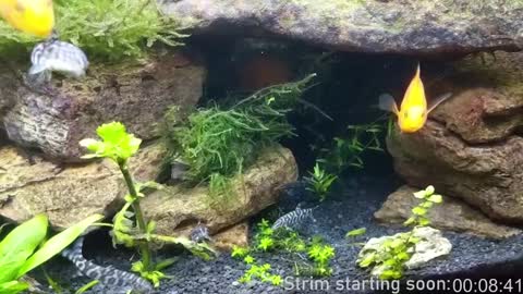 Booker Baxton online show from 01/04/25, 04:01