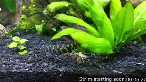 Booker Baxton online show from 01/18/25, 04:04