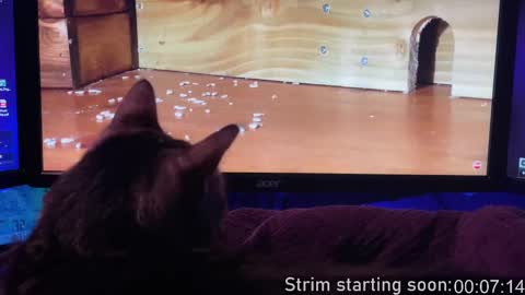 Booker Baxton online show from 02/13/25, 04:00