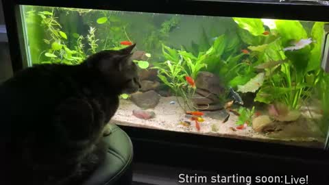 Booker Baxton online show from 02/27/25, 04:09