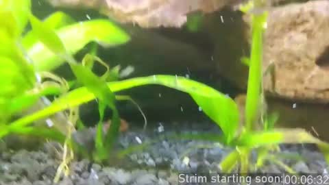 Booker Baxton online show from 03/01/25, 04:04