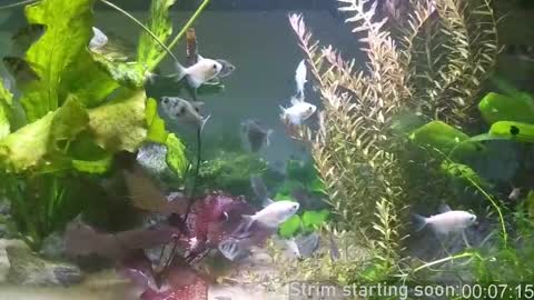 Booker Baxton online show from 03/11/25, 03:05