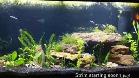 Booker Baxton online show from 09/19/25, 03:08