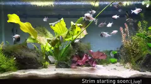 Booker Baxton online show from 09/25/25, 03:10