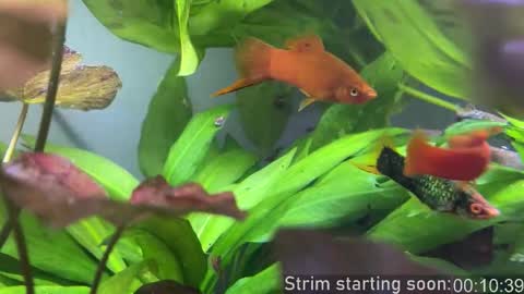 Booker Baxton online show from 10/28/25, 02:59