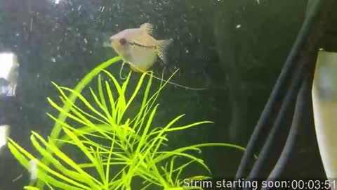 Booker Baxton online show from 01/14/26, 04:07