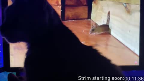 Booker Baxton online show from 02/03/26, 03:59