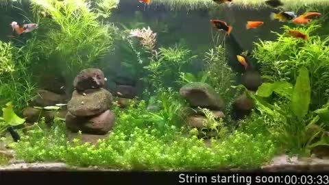 Booker Baxton online show from 02/18/26, 04:08