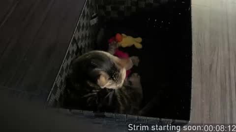 Booker Baxton online show from 02/24/26, 03:59