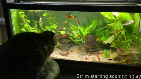 Booker Baxton online show from 03/18/26, 02:58