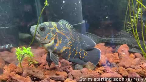 Booker Baxton online show from 03/22/26, 02:59