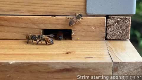Snapshot of booker_baxton chatting on 05/14/26, 03:02 Booker Baxton online show from 05/14/26, 03:02