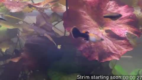 Snapshot of booker_baxton chatting on 06/20/26, 03:09 Booker Baxton online show from 06/20/26, 03:09