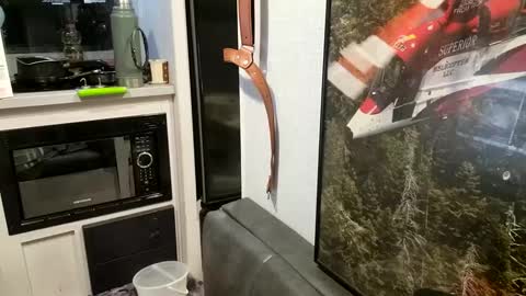 Steve... aka SkinnieDippin aka TimberTramp online show from 02/21/25, 10:07