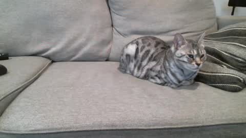 Snapshot of buck_camstar chatting on 03/03/25, 03:42 Buck online show from 03/03/25, 03:42