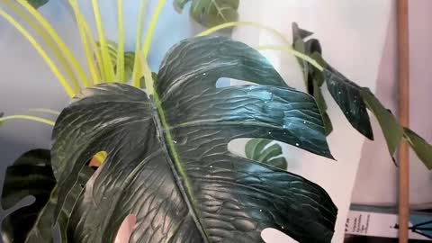 Camillo Virgil online show from 10/17/25, 11:02