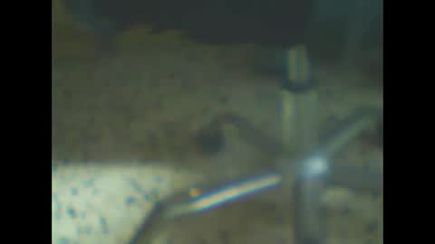 castells online show from 02/10/26, 04:44