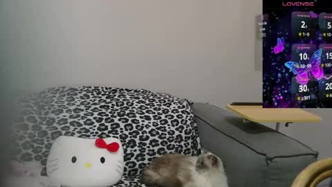 Sir  Kitten  online show from 05/10/26, 02:17
