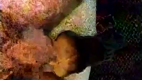 catdaddy179057 online show from 03/06/26, 11:17