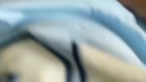 Snapshot of chico18cm5 chatting on 01/31/25, 03:00 domenic online show from 01/31/25, 03:00