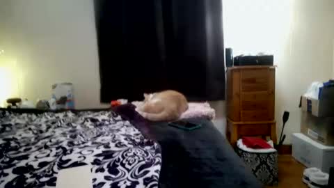 ChinaCove online show from 01/31/26, 07:23