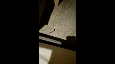 chrisgogo121 online show from 11/17/25, 10:26