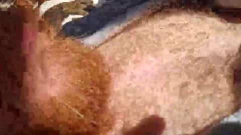 cody_phoenix online show from 10/11/25, 02:26