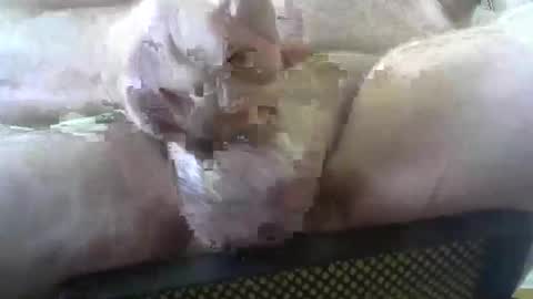 Snapshot of coffee90028 chatting on 02/03/26, 05:29 coffee90028 online show from 02/03/26, 05:29