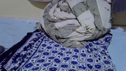 cuttepappy online show from 06/15/26, 08:22