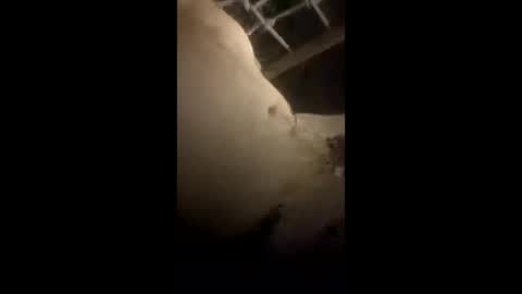 da_p44 online show from 03/22/26, 02:26