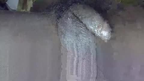 Snapshot of dadyschlong chatting on 06/03/26, 03:17 GIANT Lamar 72 ft tall with a 10 inches BBC hard quick cumshot in private show lets go online show from 06/03/26, 03:17