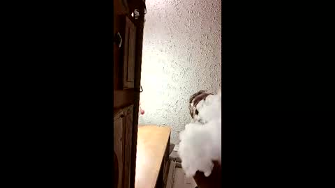 Snapshot of dalildick chatting on 02/21/26, 11:11 dalildick online show from 02/21/26, 11:11