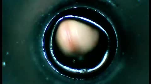 damdam44 online show from 01/13/25, 04:51