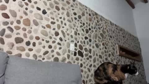 David online show from 10/01/25, 03:45