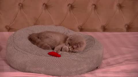 Ela online show from 01/12/26, 10:48