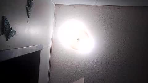 dixonbird41 online show from 03/10/26, 03:44